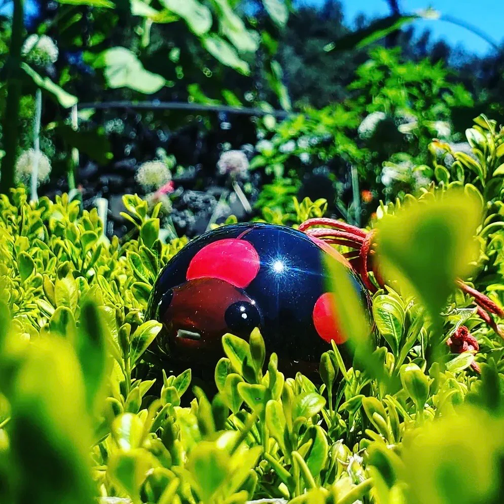 Ladybug - Image 4